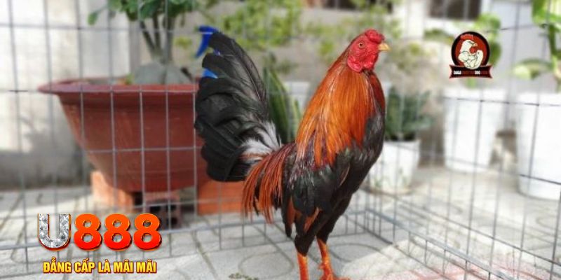 nổ hũ chơi như thế nào