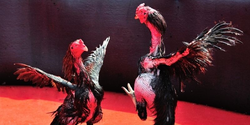 oxbet com Spribe Điện Tử